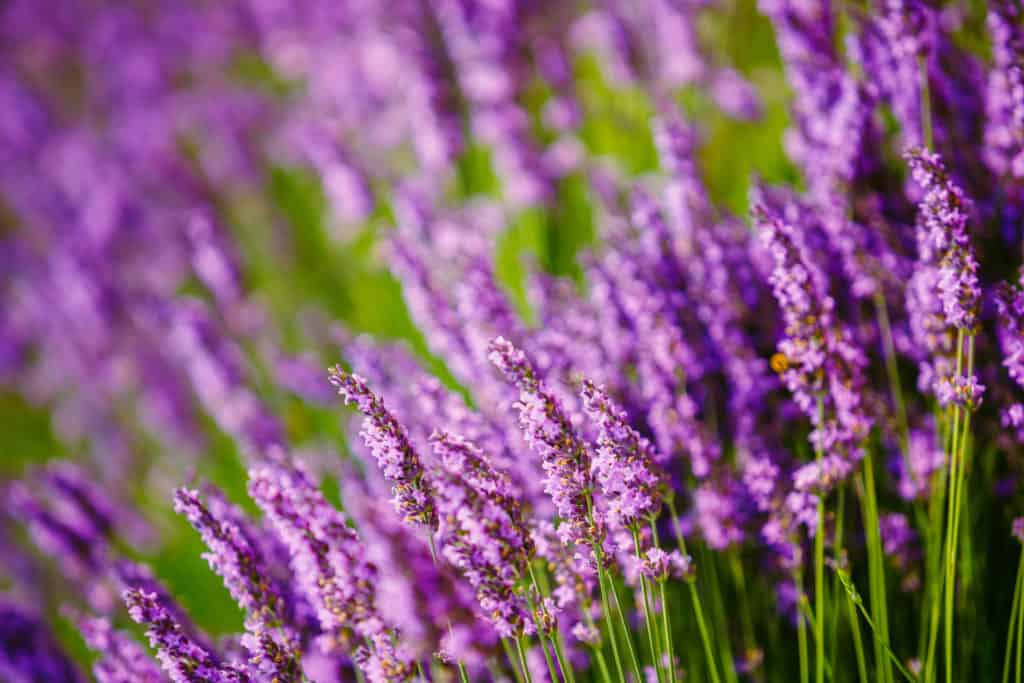 Beautiful Blooming Lavender Flowers. Summer season in Provence, France. Close up. Background.
