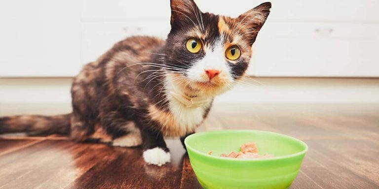 Cat eating gluten free pet food