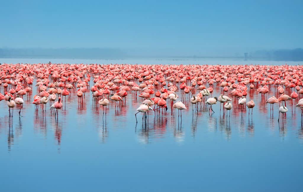 flocks of flamingo