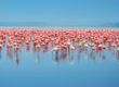 flocks of flamingo