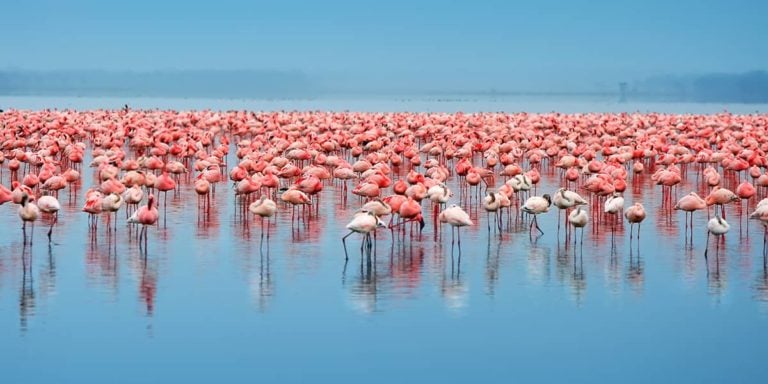 flocks of flamingo