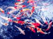 Koi Carp Fishes