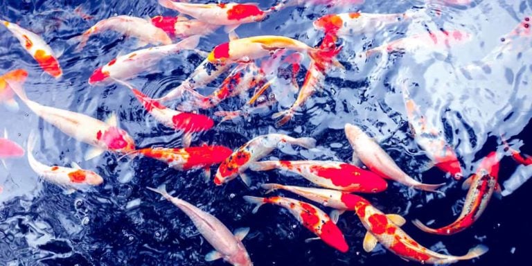 Koi Carp Fishes