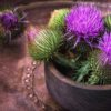 Milk Thistle Flowers for Liver Detox