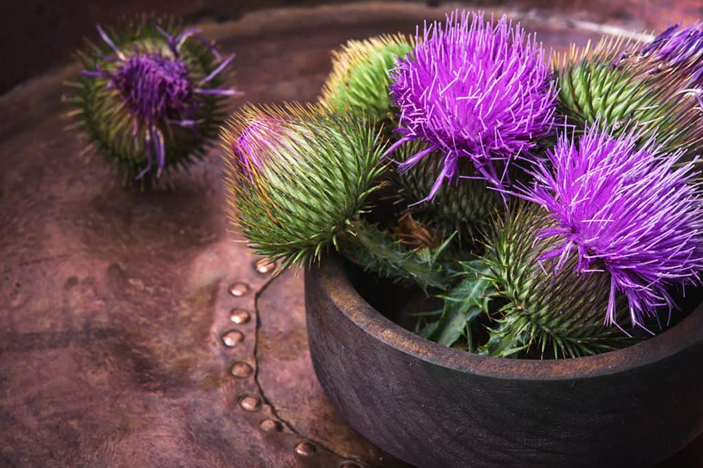 Milk Thistle Flowers for Liver Detox