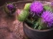 Milk Thistle Flowers for Liver Detox