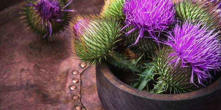 Milk Thistle Flowers for Liver Detox