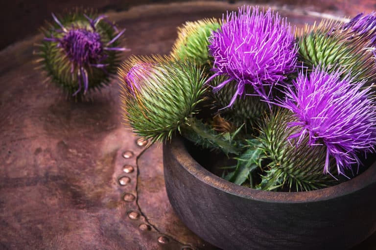 Milk Thistle Flowers for Liver Detox