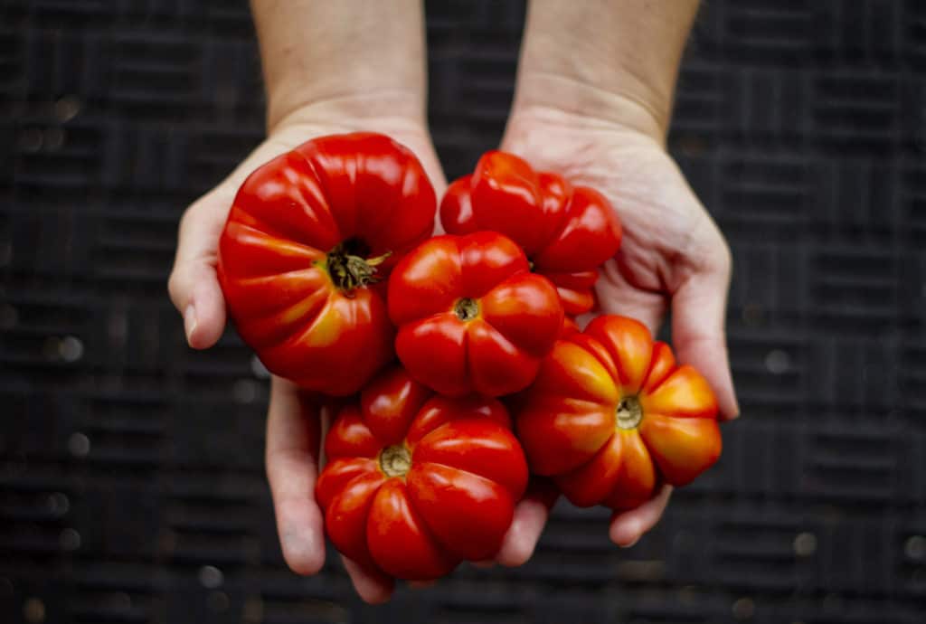 heirloom tomatoes in a woman's hands over a black background